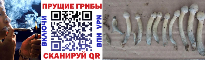Купить где  Омск  Галлюциногенные грибы Magic Shrooms 